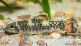 Panda Garra