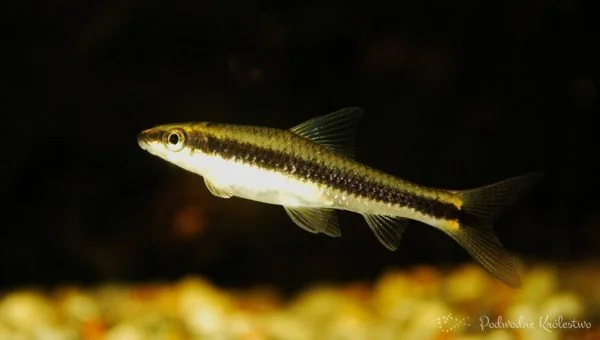 Grubowarg syjamski