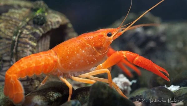Procambarus clarkii
