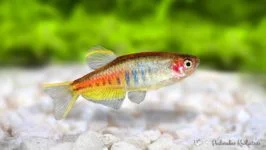 Danio choprae