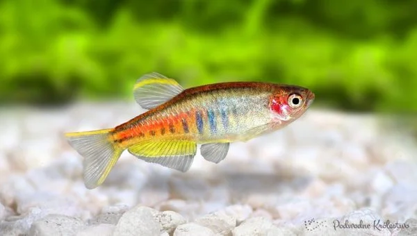 Danio choprae