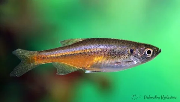 Danio sondhii