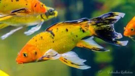 Karp koi