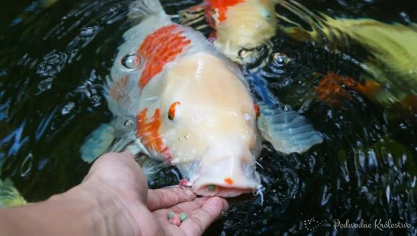 karp koi