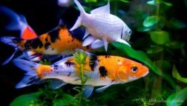 Karpie koi