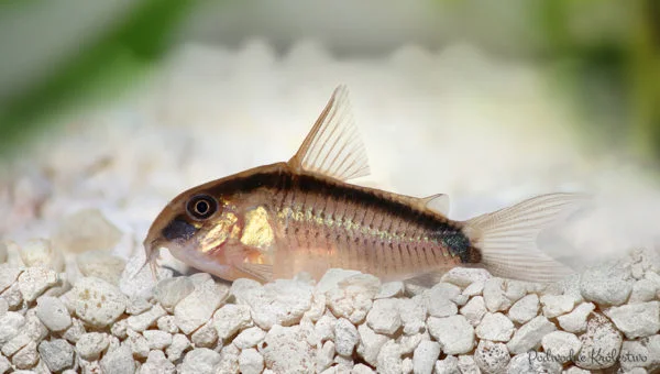 Kirysek strumieniowy