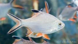 Brzanka wielka (Schwanenfelda)