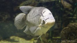 Gurami olbrzymi - ryby akwariowe