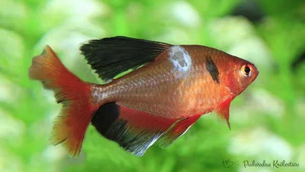 Kwarantanna ryb