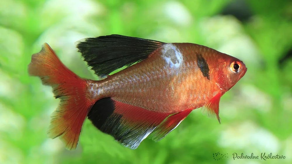 Kwarantanna ryb