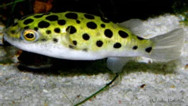 Nadymka