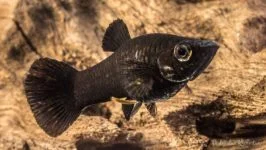 Molinesja ostrousta