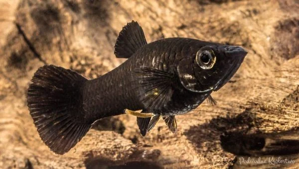 Molinesja ostrousta