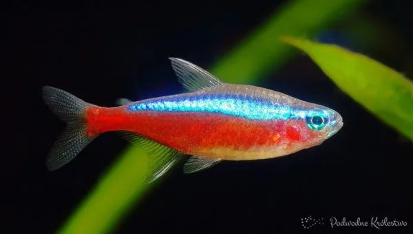 Neon czerwony