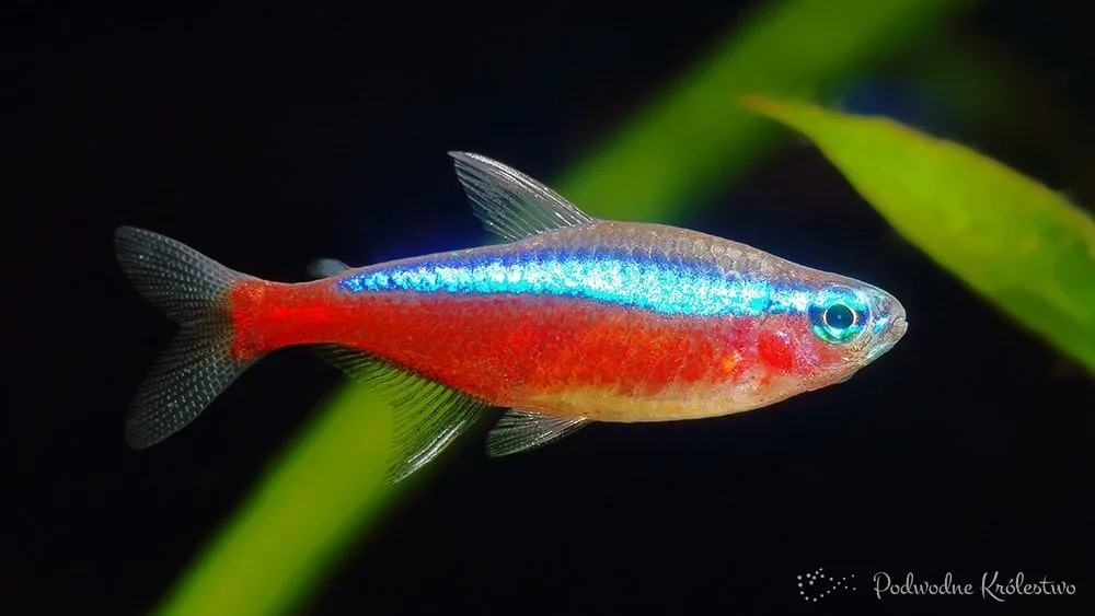 Neon czerwony