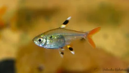 Prystelka barwna