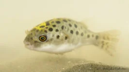 nadymka