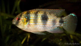 Barwniak Thomasa