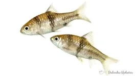 Brzanka czarnopręga