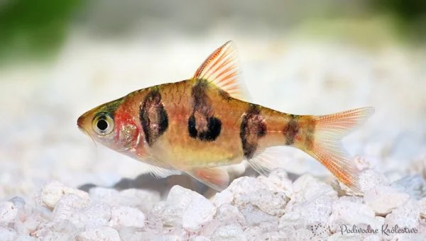 Brzanka nadobna