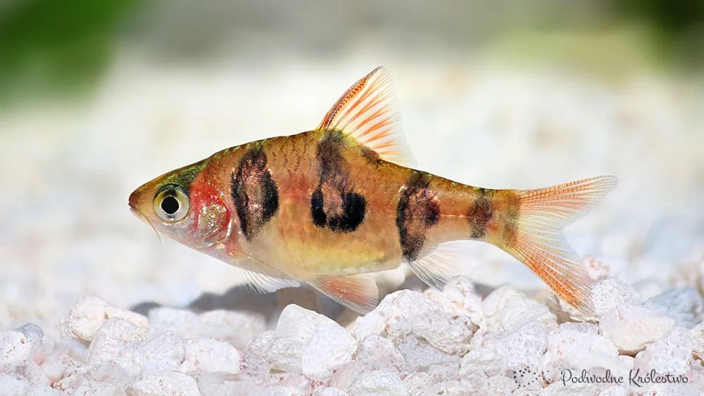 Brzanka nadobna