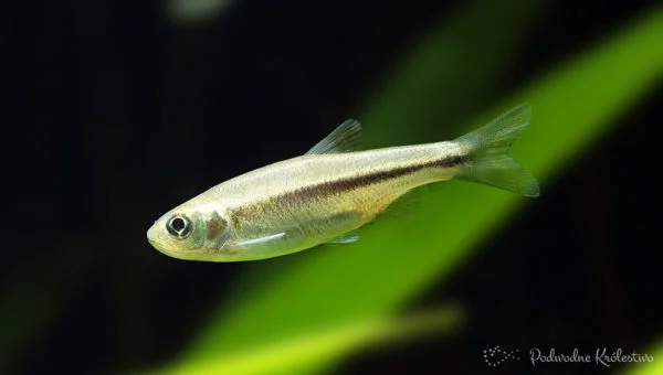 Candidia barbata