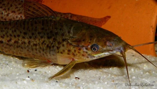 Dianema długowąsa