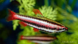 Drobnoustek czerwony, Drobnoustek purpurowy