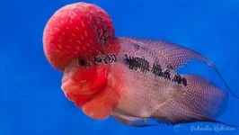 flowerhorn