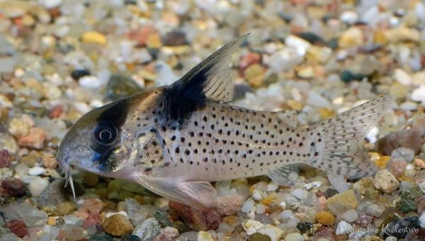 Corydoras-brevirostris