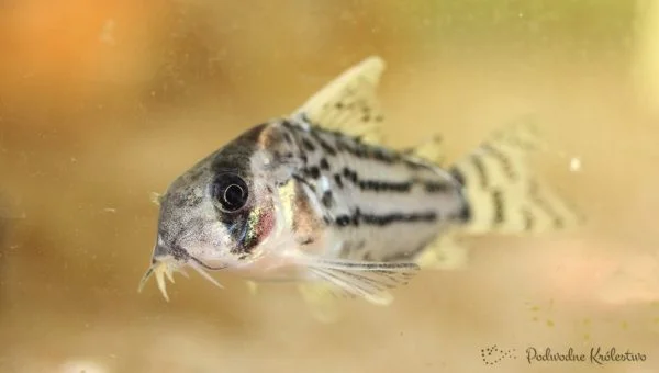 Kirysek Szwarca - corydoras