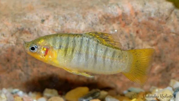 Limka garbatka, Garbatka