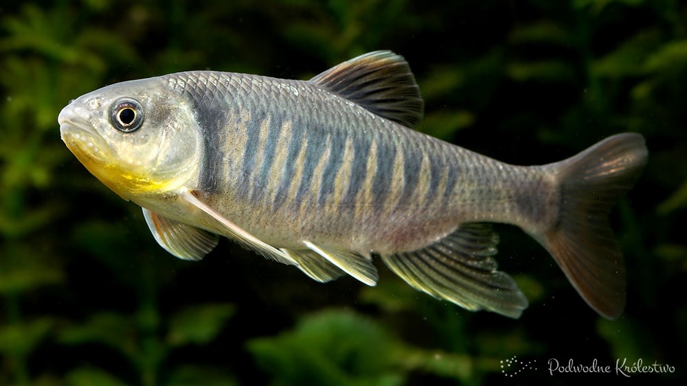 Opsariichthys kaopingensis