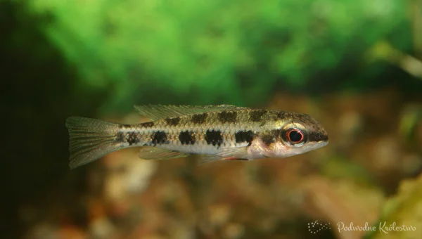 Pielęgnica kratkowana 2