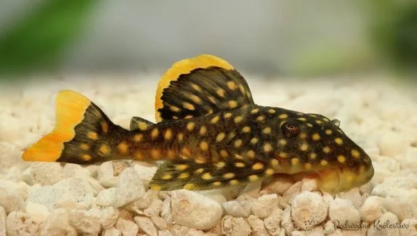 Plecostomus-L-018