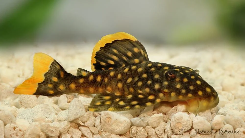 Plecostomus-L-018