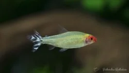 Zwinnik czerwonousty (Rodostomus)