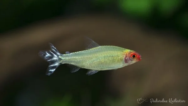Zwinnik czerwonousty (Rodostomus)