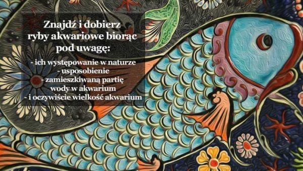 Ryby akwariowe - wyszukiwanie gatunków