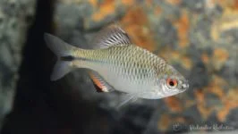 tanakia himantegus