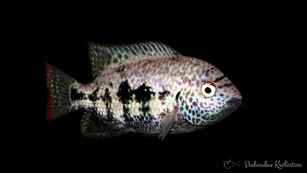 Vieja