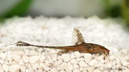 Zbrojnik lancetowaty