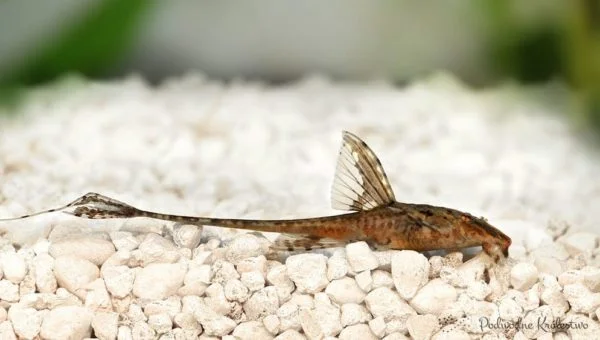 Zbrojnik lancetowaty