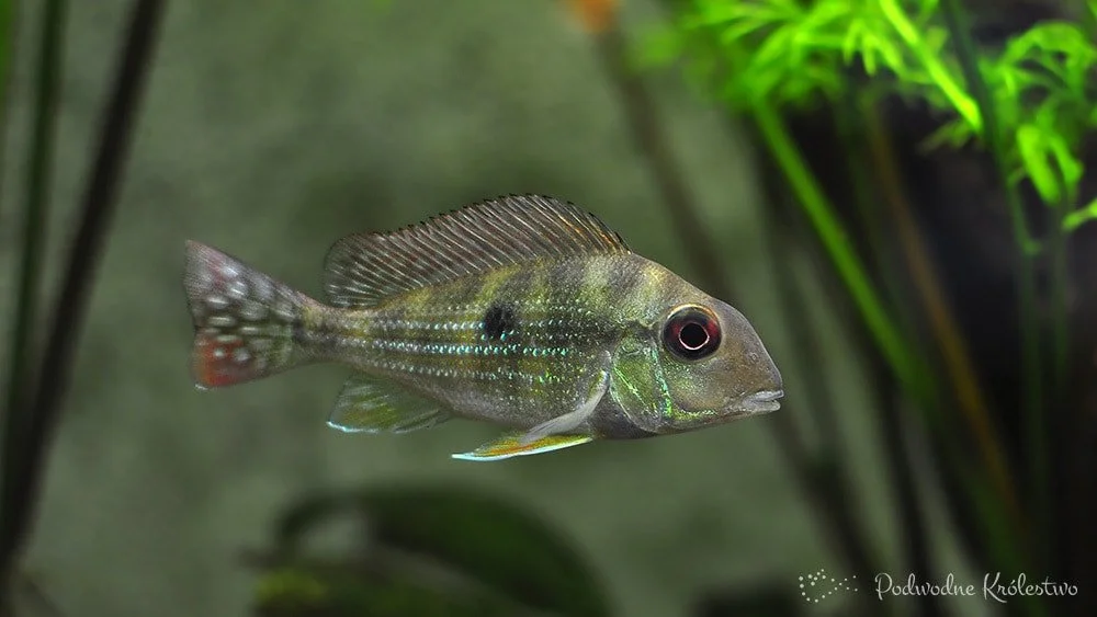 Ziemiojad surinamski