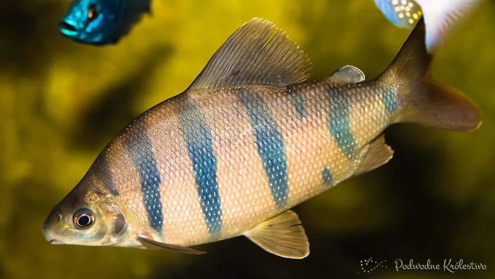 Łaskownik sześciopręgi