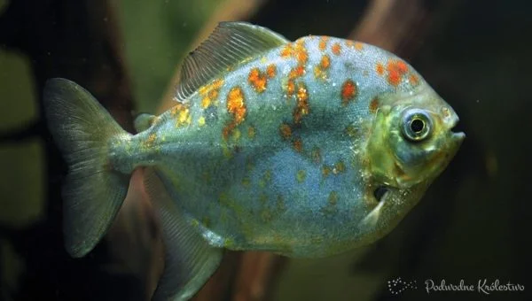 Myloplus rubripinnis