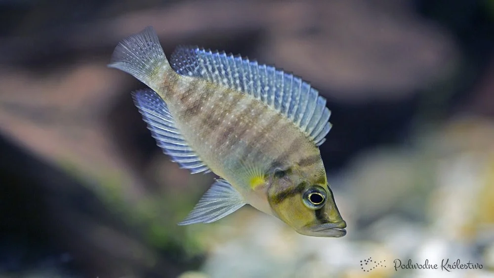 Altolamprologus compressiceps