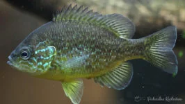 Bass słoneczny, Słonecznica pstra