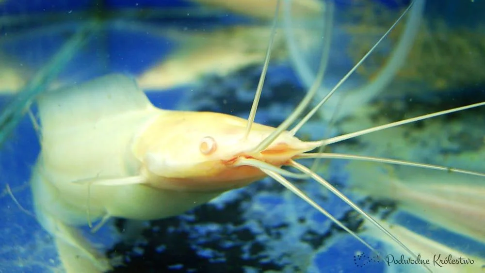 Clarias batrachus