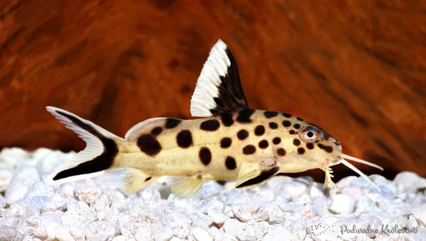 Giętkoząb